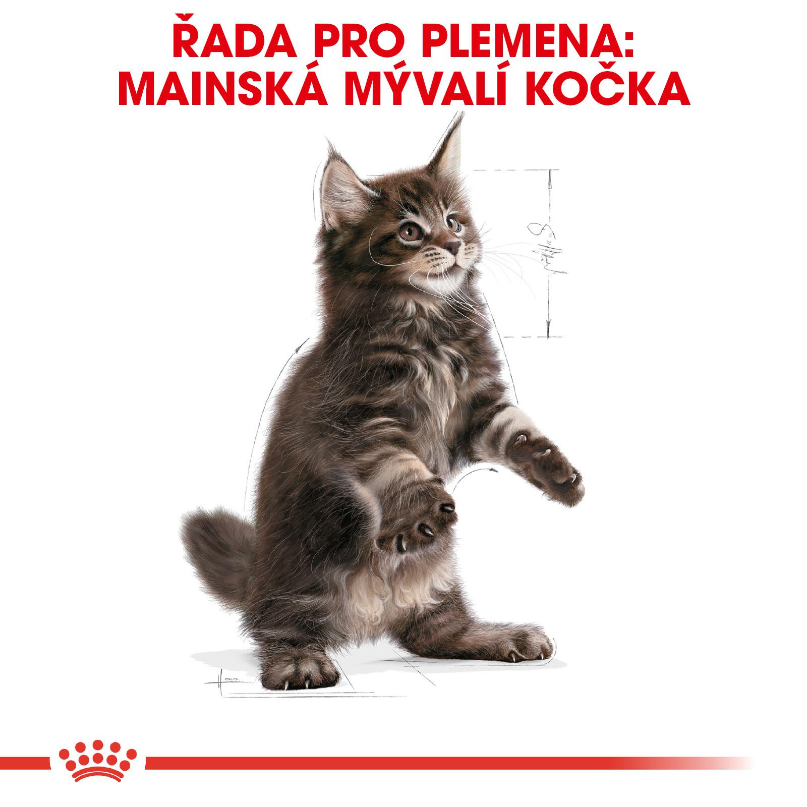 Royal Canin FBN Maine Coon 3